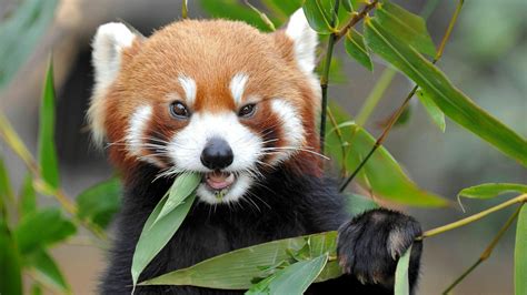 Cute Red Panda Eating Bamboo Backiee