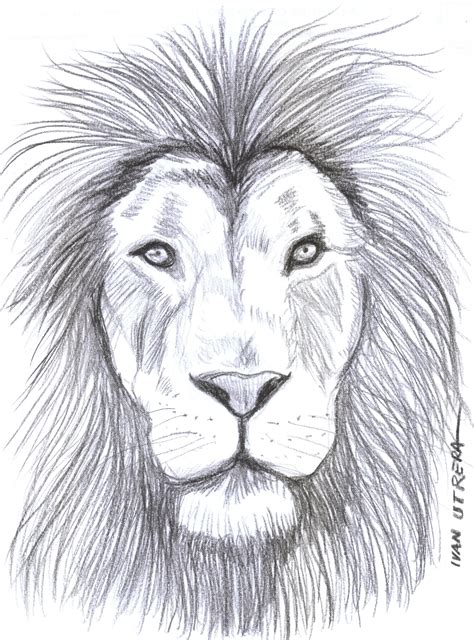 Leon A Carboncillo Carbon Lion Sketch Drawing Sketches Drawings