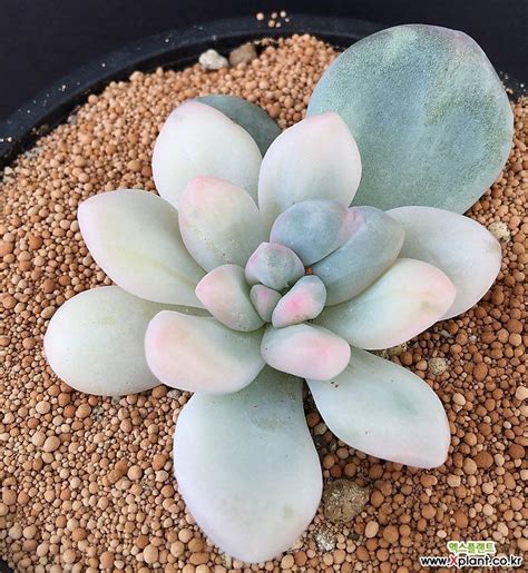 엑스플랜트xplant On Instagram 多肉植物 多肉 Haworthia Koreasucculent