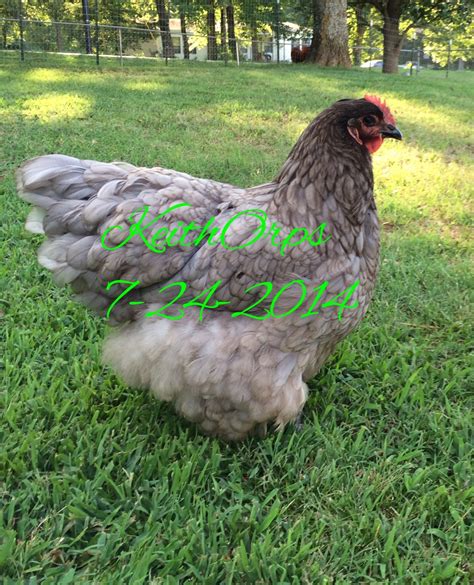 Orpingtons All Colors Backyard Chickens Learn How To Raise