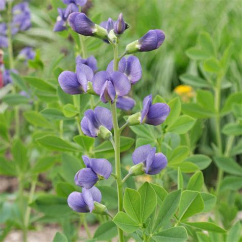 This dense, woody vine explodes into huge masses of. Plant identification blue and purple flowers