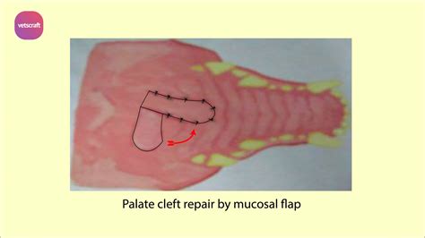 Surgical Affections Of Palate Soft And Hard Palate Of Animals