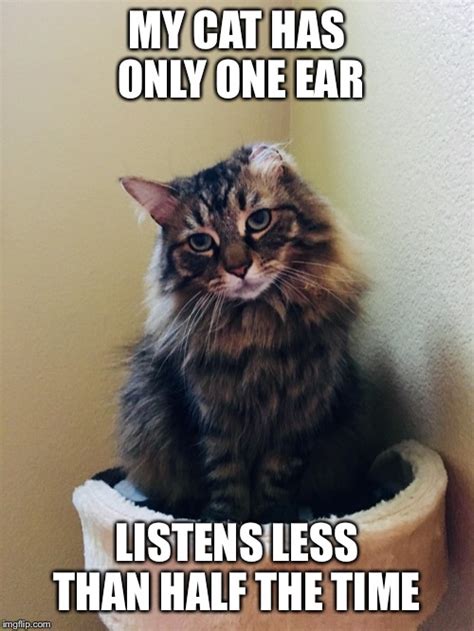 One Eared Cat Won T Listen Imgflip