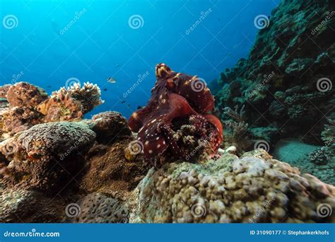 Reef Octopus Octopus Cyaneus In The Red Sea Stock Image Image Of