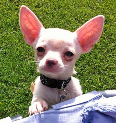 The chihuahua is one of the smallest breeds of dog, and is named after the mexican state of chihuahua. The Height of a Chihuahua | Dog Care - Daily Puppy