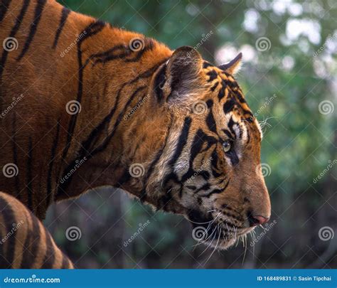 Portrait Of A Bengal Tiger Stock Image Image Of Portrait 168489831