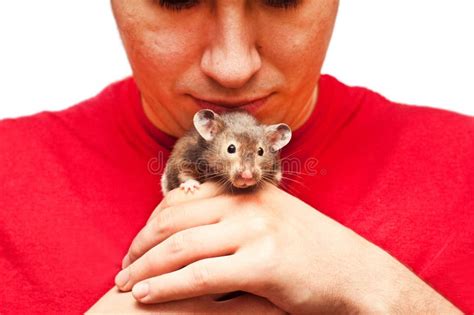 Young Hamster Playing Stock Photo Image Of Shot Hamster 29443558