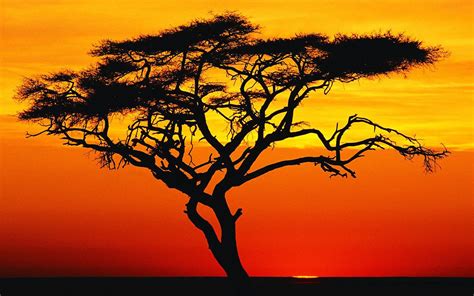 Acacia Tree At Sunset Africa Africa Sunset African Tree Sunset Nature
