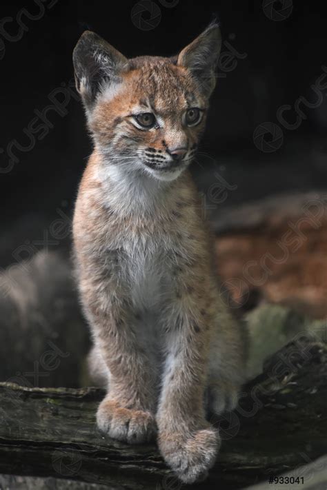 Sluiten Portret Van Eurasian Lynx Kitten Stockfoto Crushpixel