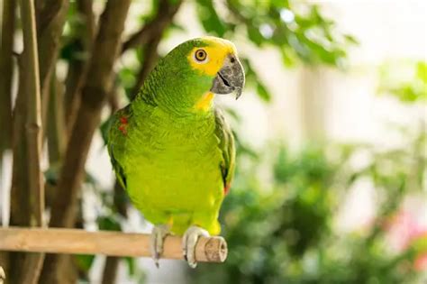 30k Green Parrot Pictures Download Free Images On Unsplash