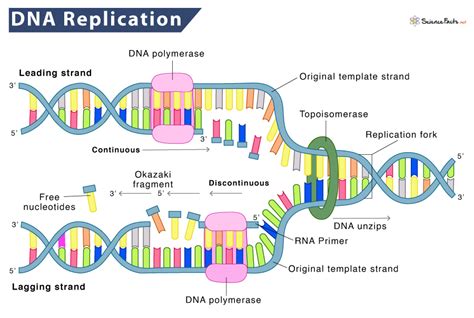 Dna Replication Definition Process Steps And Labeled Diagram