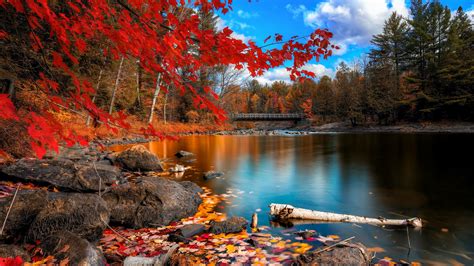 Fall Foliage Hd Nature 4k Wallpapers Images Backgrounds Photos And Pictures