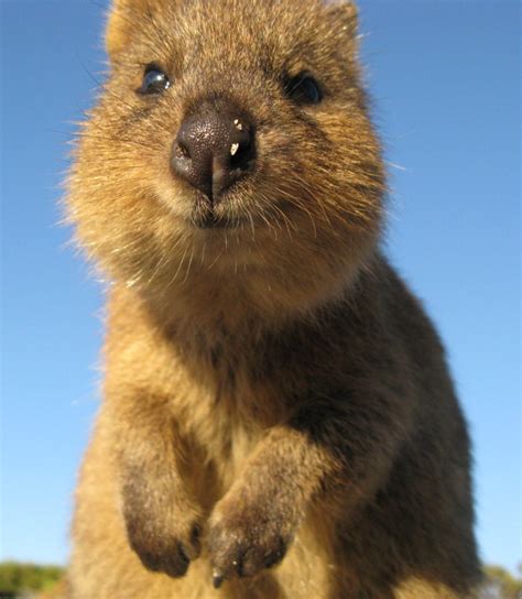 Quokkas have a happy, genial expression to their face. White Wolf : Meet The Quokka, The Happiest Animal In The ...