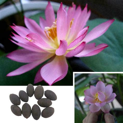 Bonsai Lotus Flower Seedswater Lily Flower Plant Aquatic Water Featur