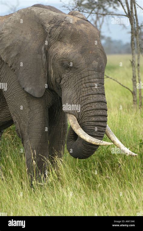 Afrikanische Elefant Loxodonta Africana African Elephant Elefanten