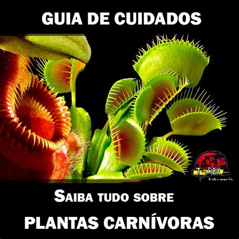 Mudas De Plantas Carnívoras Red Dragon