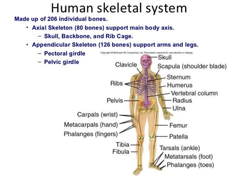 Skeletal System All 206 Bones