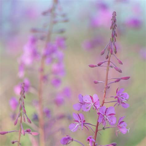 Canada Yukon Fireweed Plant In Bloom Photograph By Jaynes Gallery