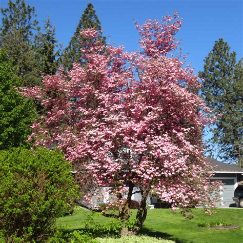 This dogwood's flowers begin as a light pink and then get slightly deeper as your tree ages.never giving you the. Japanese Dogwood Tree Pink