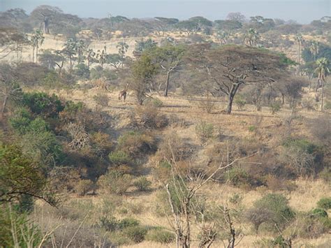 African Savannah Urbanization And Conservation In Ethiopia And