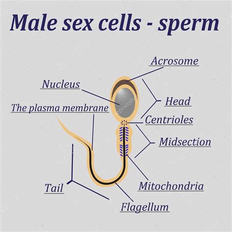 Núcleo Médico Fertilidad Sistema Espermatozoides Imagen Vectorial