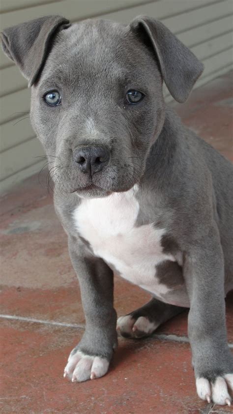 Grey Pitbull Amstaff Puppy Cute Animals Blue Nose Pitbull Puppies