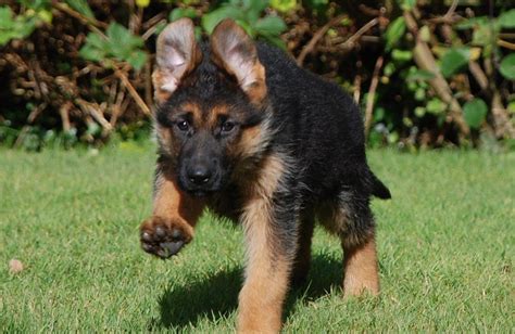 Exceptional Pure German Shepherd Puppies Available Preston