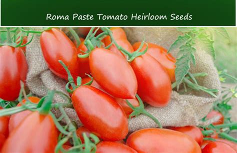 Tomato Seeds Roma Paste Heirloom 20 Seeds Serendipity Seeds