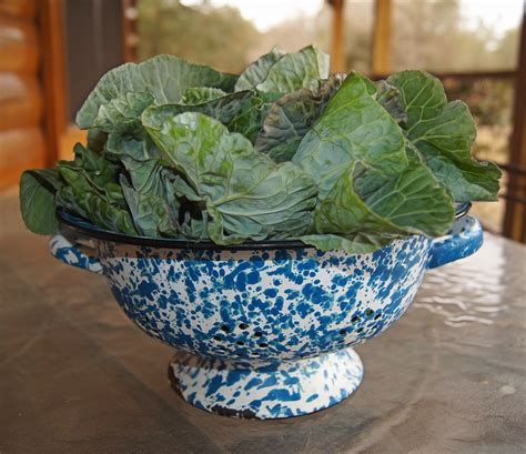 Growing Collard Greens The Complete Guide To Plant Care And Harvest