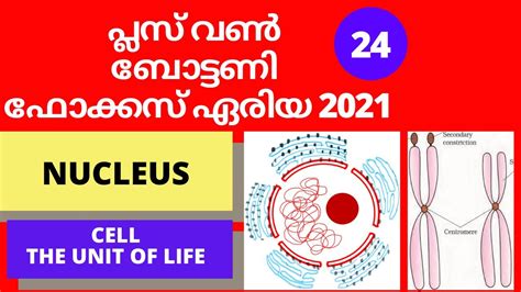 PLUS ONE BOTANY FOCUS AREA 2021 NUCLEUS CELL THE UNIT OF LIFE