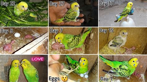 Budgies Baby Growth Stages Day 1 To Day 45 Miracle Of Life Youtube