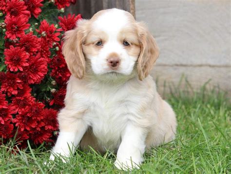 Cocker spaniel mix breeds are some of the most saught after breeds of dog. Shayla | Cocker Spaniel Mix Puppy For Sale | Keystone Puppies
