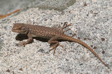 What Lizards Are There In Arizona 20 Common Species With Photos