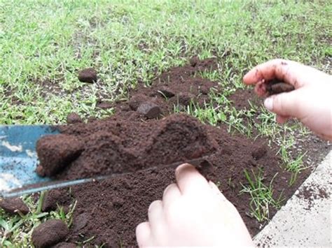 Read on for how to use them people have been using coffee grounds in their gardens for years with reasonable success so it's only natural for people to experiment with using. Using Coffee Grounds for Gardening | Guide on Correct Uses