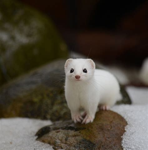This Is The Least Weasel Or As We Call It In Norwegian Snømus Snow