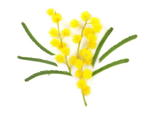 Mimosa Isolated On White Background Top View Stock Photo Image Of