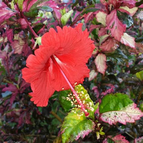Hibiscus Rosa Sinensis Red Hot Variegated Hibiscus Red Hot