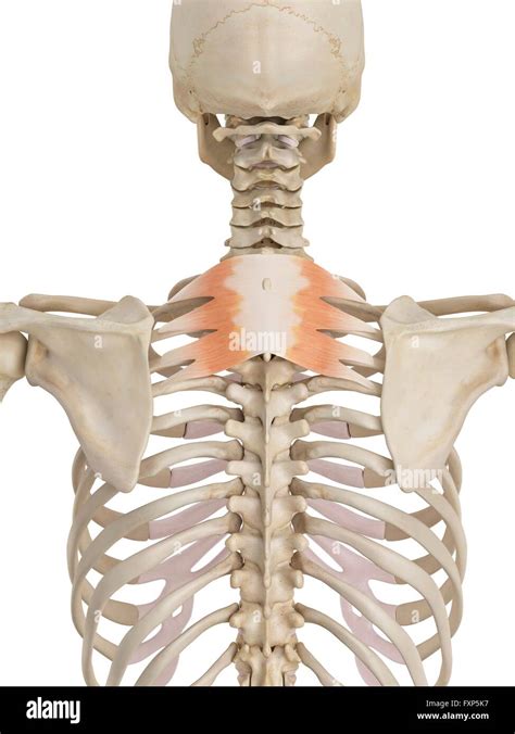 Human Back Muscles Computer Illustration Stock Photo Alamy