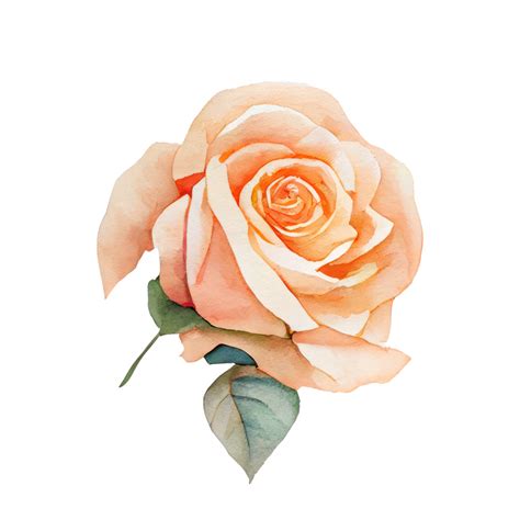 Free Roses Watercolor Ai Generated 23235567 Png With Transparent