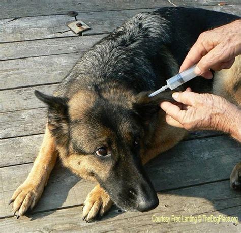 Dog Ear Hematoma Drain At Home Petswall
