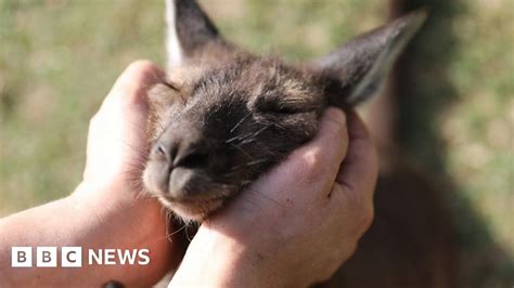 Kangaroos Can Communicate With Humans Study Finds Bbc News