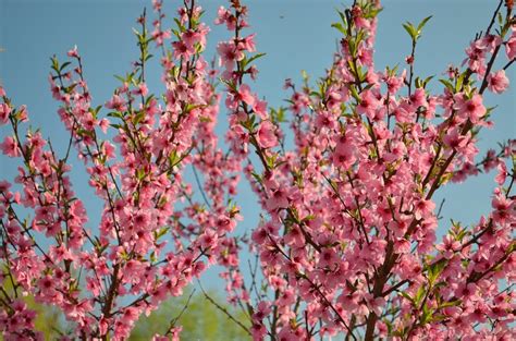 Many trees in redding started to blossom during the warm january, which puts them at risk for next week's hard freeze. Early Developing Peach Varieties Take a Hit - VSC NEWS