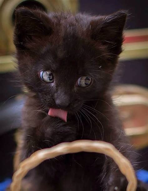 24 Pictures Of The Cutest Kittens Ever Top13