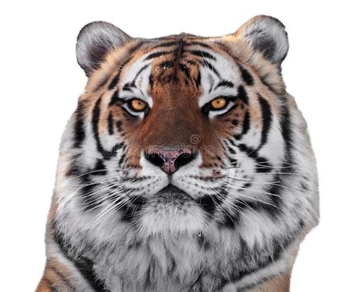 3910 Tigers Head Stock Photos Free And Royalty Free Stock Photos From