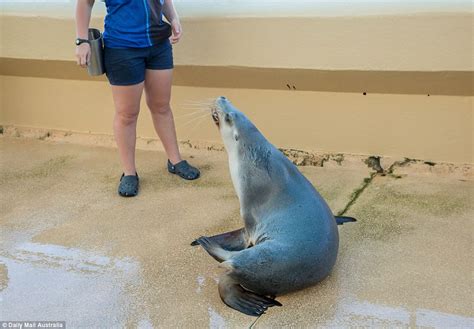 Coffs Harbour Tourist Dolphin Park Sparks Backclash Daily Mail Online