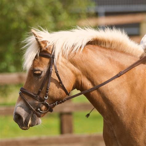 Draw Reins Side Reins Martingales Bits Is Extra Equipment