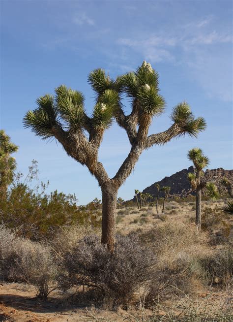 Yucca Brevifolia Wikiwand