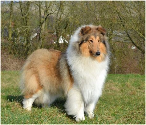 Rough Collie Facts Pictures Puppies Rescue Temperament Rough