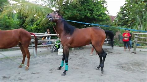 Kumpulan kuda kawin | horses mating #horsesmating #kudakawin # tuosafeto terimakasih sudah menonton. Kuda kawin - YouTube