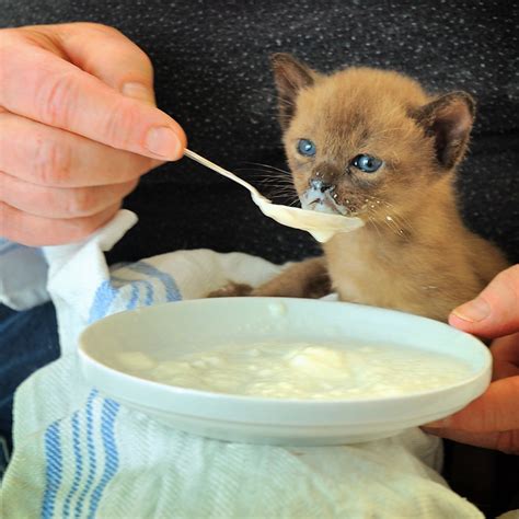 Kitten Food Flickr Photo Sharing
